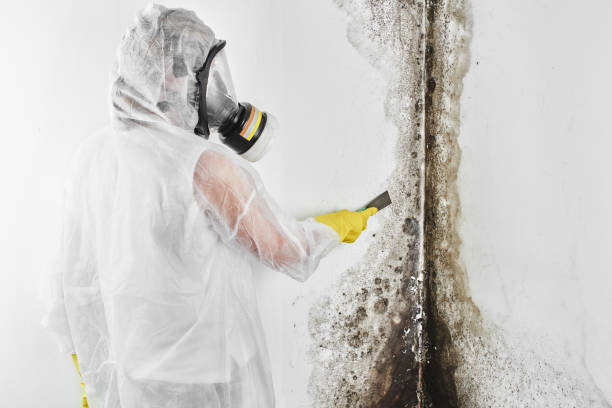 Office Mold Removal Services in Olney, IL