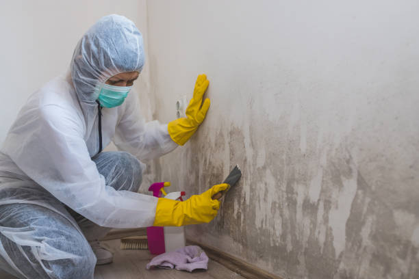 Best Certified Mold Removal  in Olney, IL