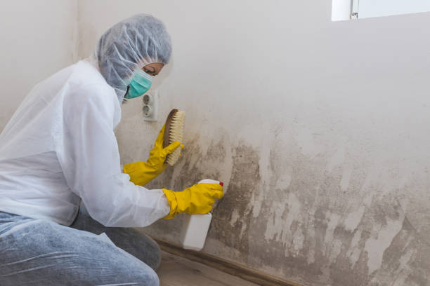 Mold Testing and Removal in Olney, IL