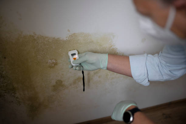 Best Affordable Mold Removal  in Olney, IL