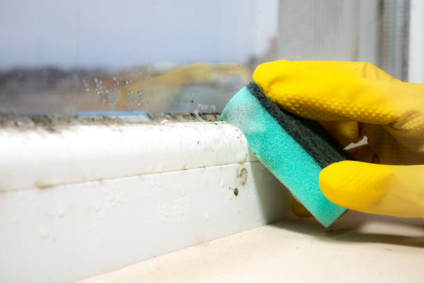 Best Fast Mold Removal  in Olney, IL