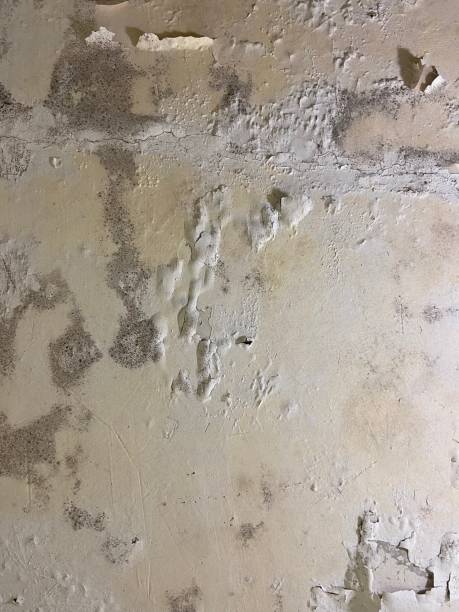 Best Mold Remediation  in Olney, IL