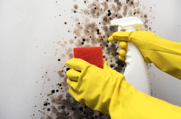 Best Emergency Mold Removal  in Olney, IL
