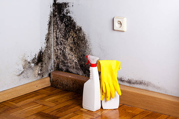 Best Affordable Mold Removal  in Olney, IL
