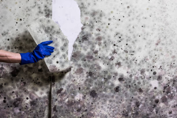 Best Black Mold Removal  in Olney, IL