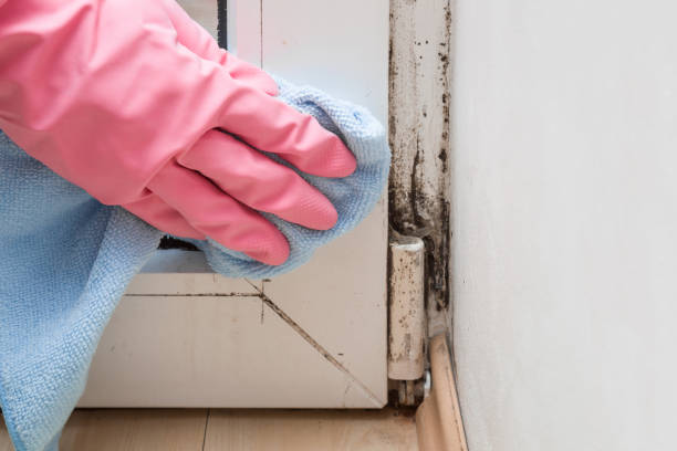 Best Commercial Mold Removal  in Olney, IL
