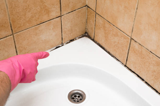 Best Residential Mold Removal  in Olney, IL