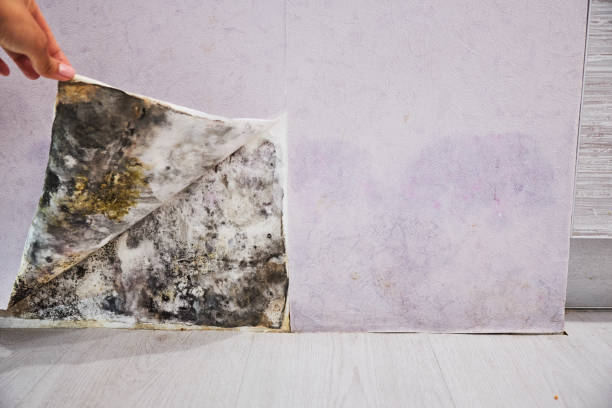 Best Mold Testing  in Olney, IL